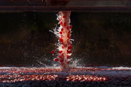 L'impianto di lavorazione del pomdoro della Solana. (Foto Solana)
